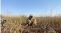Маскировочный халат Taganrog Друид – купить по цене 3500 руб. в интернет-магазине в городе Астрахань картинка 17